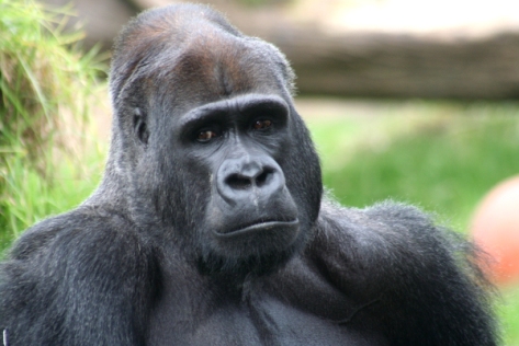 This horny gorilla thinks about sex all day long.